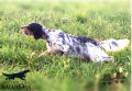 Setter Anglais LACOSTE DEL BAIAROSS Setter Anglais LACOSTE DEL BAIAROSS
